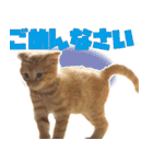 モノとシューのスタンプ（個別スタンプ：5）