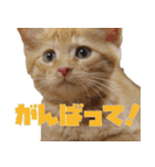 モノとシューのスタンプ（個別スタンプ：6）