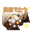 モノとシューのスタンプ（個別スタンプ：13）