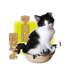 モノとシューのスタンプ（個別スタンプ：21）