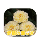 薔薇スタンプ（個別スタンプ：25）