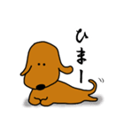 ダックス犬・タロ2（個別スタンプ：13）