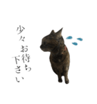 癒し猫**実写**敬語Ver2（個別スタンプ：9）