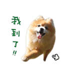 Hun Gui's Life（個別スタンプ：5）