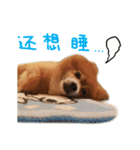 Hun Gui's Life（個別スタンプ：11）