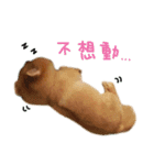 Hun Gui's Life（個別スタンプ：13）