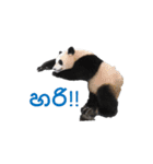 シンハラ語動物園2（個別スタンプ：2）