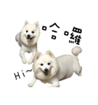 Japanese Spitz - Dota＆Niuniu's life（個別スタンプ：1）