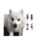 Japanese Spitz - Dota＆Niuniu's life（個別スタンプ：4）