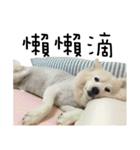 Japanese Spitz - Dota＆Niuniu's life（個別スタンプ：6）