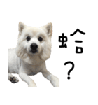 Japanese Spitz - Dota＆Niuniu's life（個別スタンプ：7）