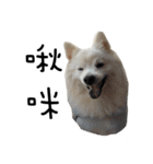 Japanese Spitz - Dota＆Niuniu's life（個別スタンプ：8）