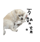 Japanese Spitz - Dota＆Niuniu's life（個別スタンプ：9）