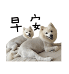 Japanese Spitz - Dota＆Niuniu's life（個別スタンプ：10）