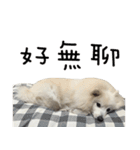 Japanese Spitz - Dota＆Niuniu's life（個別スタンプ：11）