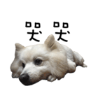 Japanese Spitz - Dota＆Niuniu's life（個別スタンプ：12）