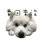 Japanese Spitz - Dota＆Niuniu's life（個別スタンプ：13）