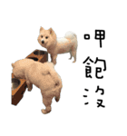 Japanese Spitz - Dota＆Niuniu's life（個別スタンプ：14）