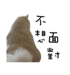 Japanese Spitz - Dota＆Niuniu's life（個別スタンプ：15）