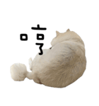 Japanese Spitz - Dota＆Niuniu's life（個別スタンプ：16）
