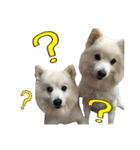 Japanese Spitz - Dota＆Niuniu's life（個別スタンプ：17）