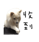 Japanese Spitz - Dota＆Niuniu's life（個別スタンプ：18）