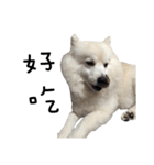 Japanese Spitz - Dota＆Niuniu's life（個別スタンプ：19）