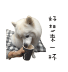 Japanese Spitz - Dota＆Niuniu's life（個別スタンプ：20）