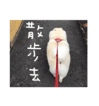 Japanese Spitz - Dota＆Niuniu's life（個別スタンプ：22）
