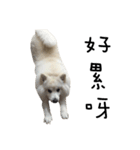Japanese Spitz - Dota＆Niuniu's life（個別スタンプ：23）