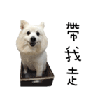 Japanese Spitz - Dota＆Niuniu's life（個別スタンプ：24）