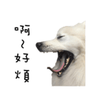Japanese Spitz - Dota＆Niuniu's life（個別スタンプ：25）