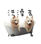 Japanese Spitz - Dota＆Niuniu's life（個別スタンプ：26）