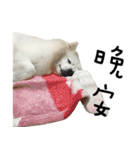 Japanese Spitz - Dota＆Niuniu's life（個別スタンプ：28）