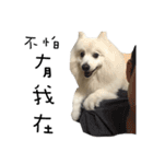Japanese Spitz - Dota＆Niuniu's life（個別スタンプ：29）