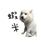 Japanese Spitz - Dota＆Niuniu's life（個別スタンプ：30）