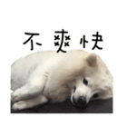 Japanese Spitz - Dota＆Niuniu's life（個別スタンプ：31）