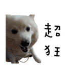 Japanese Spitz - Dota＆Niuniu's life（個別スタンプ：32）