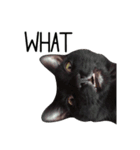 Sassy Cat Taters（個別スタンプ：3）