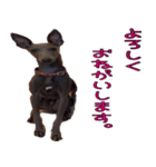 My pretty pet1（個別スタンプ：2）