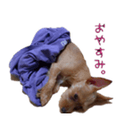 My pretty pet1（個別スタンプ：7）