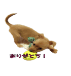 My pretty pet1（個別スタンプ：8）