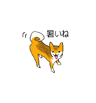 柴犬とキツネ（個別スタンプ：30）