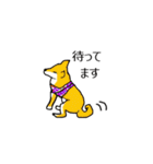 柴犬とキツネ（個別スタンプ：35）