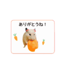 キンクマハムスターきなこ3（個別スタンプ：5）