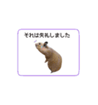 キンクマハムスターきなこ3（個別スタンプ：7）