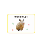 キンクマハムスターきなこ3（個別スタンプ：11）