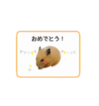 キンクマハムスターきなこ3（個別スタンプ：20）