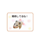 キンクマハムスターきなこ3（個別スタンプ：24）