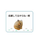 キンクマハムスターきなこ3（個別スタンプ：26）